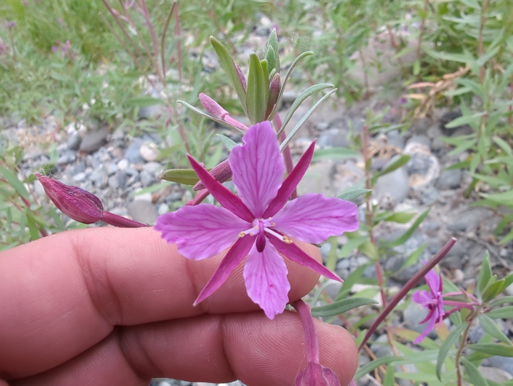 Chamerion latifolium (Dwarf fireweed), native California subshrub