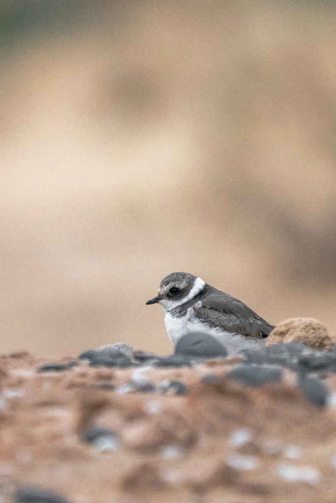 Charadrius hiaticula (Common Ringed Plover), California species