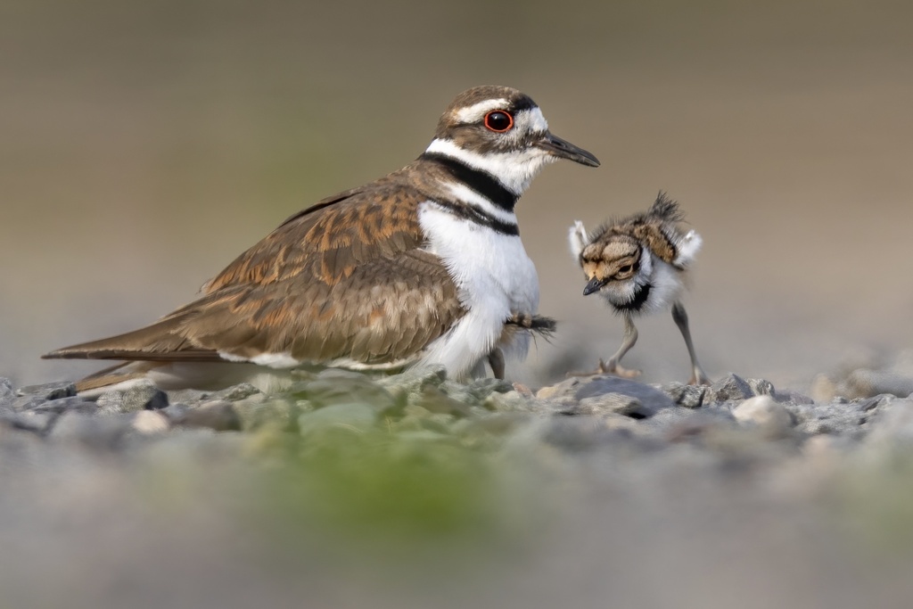 Charadrius mongolus (Lesser Sand-Plover), California species