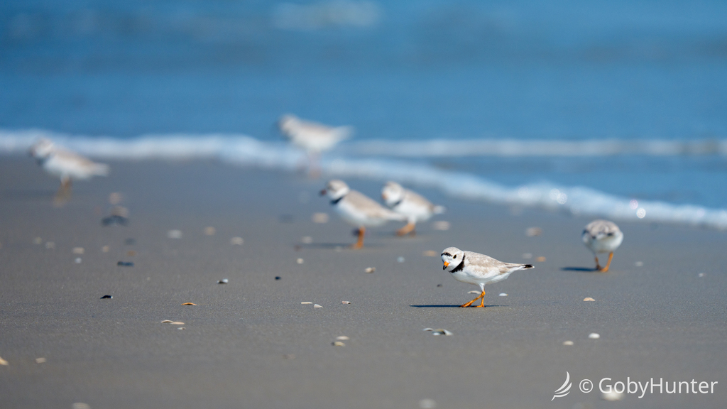 Charadrius melodus (Piping Plover), California species