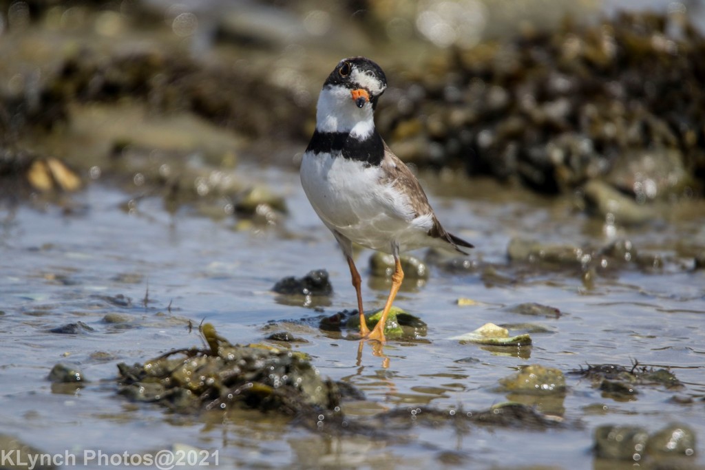 Charadrius semipalmatus (Semipalmated Plover), California species