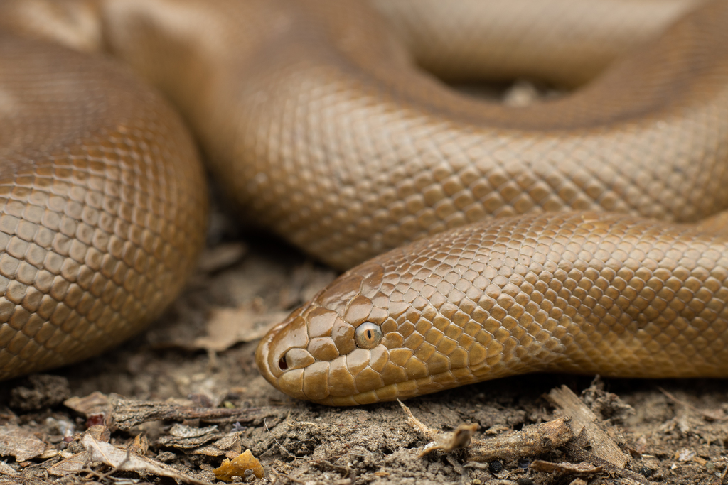 Charina bottae (Northern Rubber Boa), California species
