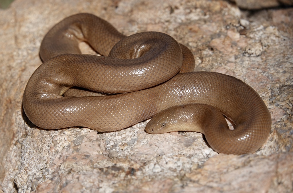 Charina umbratica (Southern rubber boa), California species