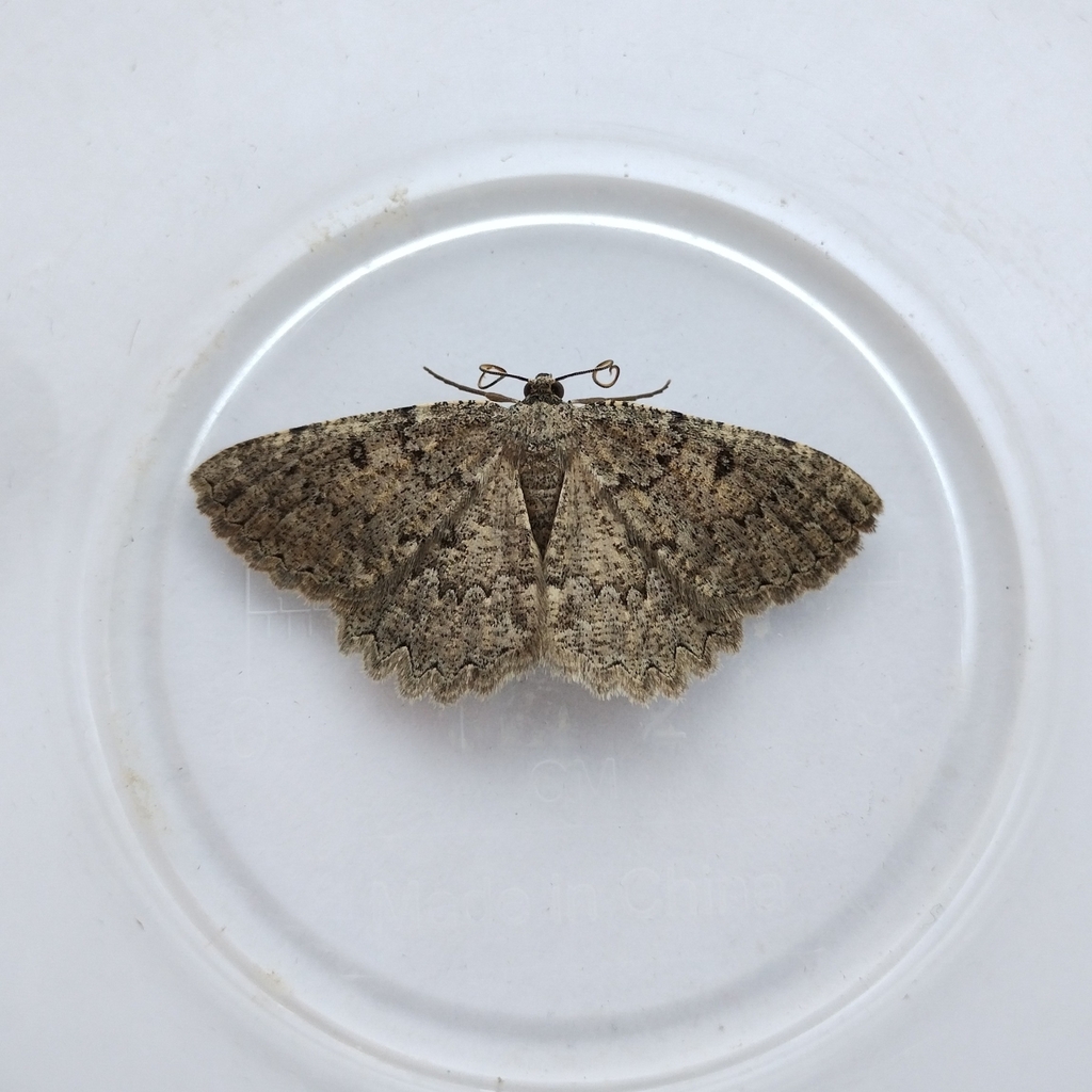 Charissa obscurata (Annulet), California species