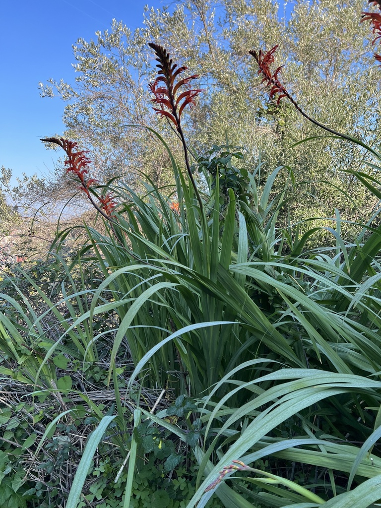 Chasmanthe floribunda (African cornflag), non-native California herb