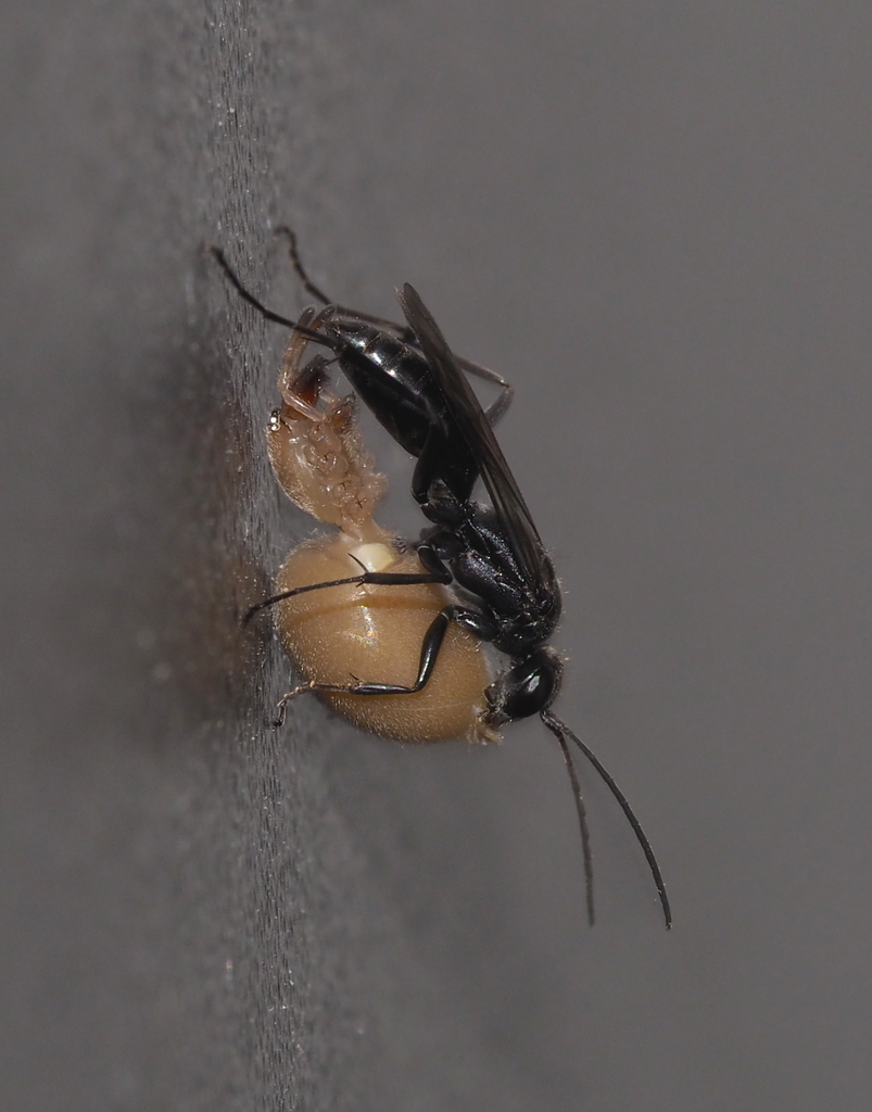 Cheiracanthium mildei (Northern Yellow Sac Spider), California species
