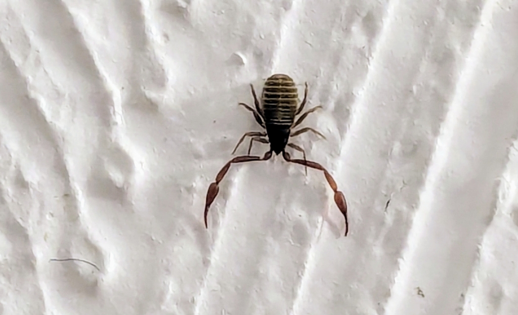 Chelifer cancroides (House Pseudoscorpion), California species