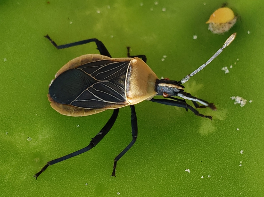 Chelinidea vittiger (Cactus Coreid Bug), California species