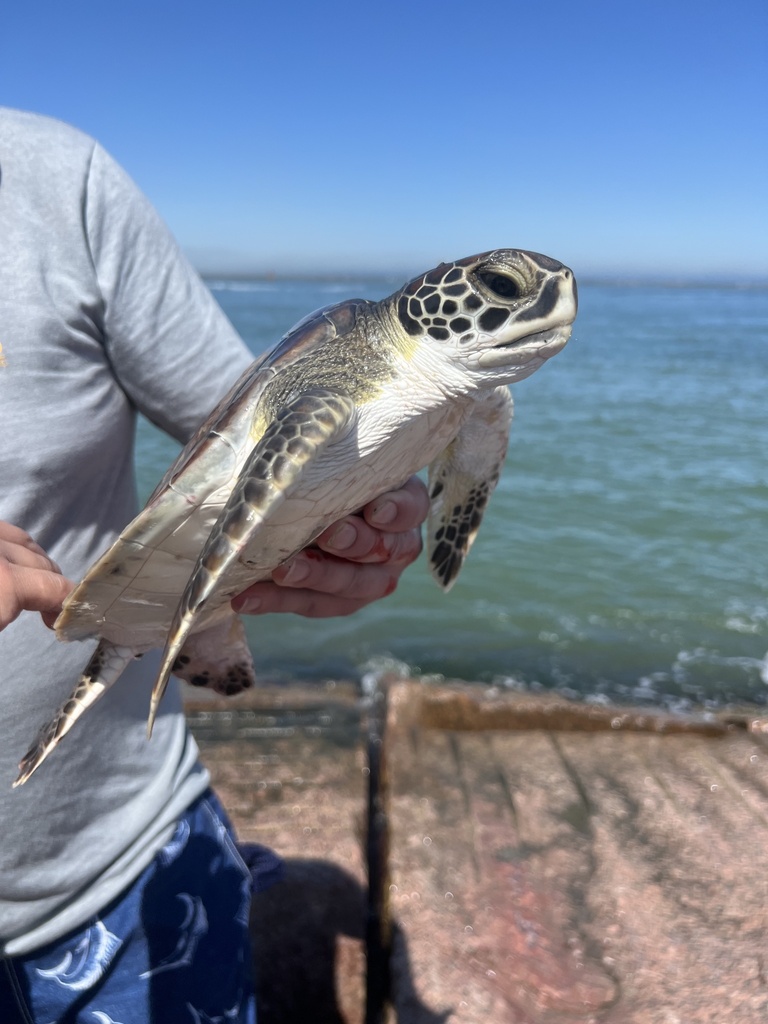 Chelonia mydas (Green turtle), California species