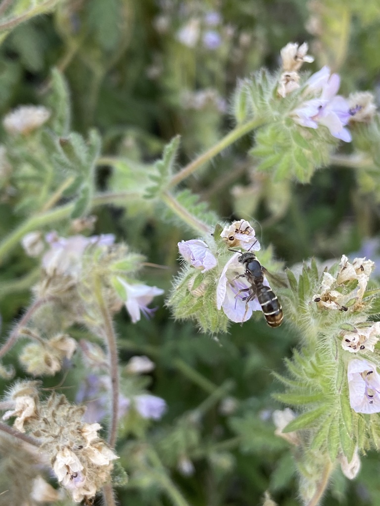 Chelostoma californicum, California species