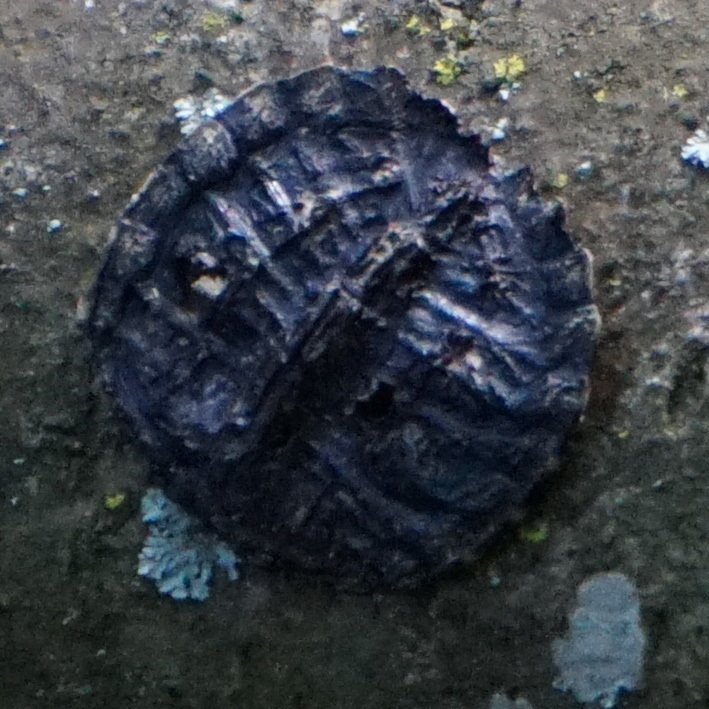 Chelydra serpentina (Snapping Turtle), California species