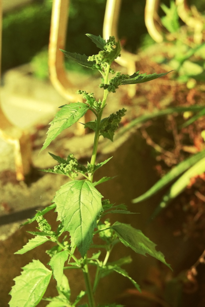 Chenopodiastrum murale (Nettle leaf goosefoot), non-native California herb