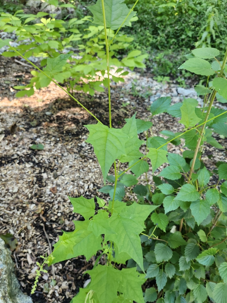 Chenopodiastrum simplex (Large-seeded goosefoot), native California herb