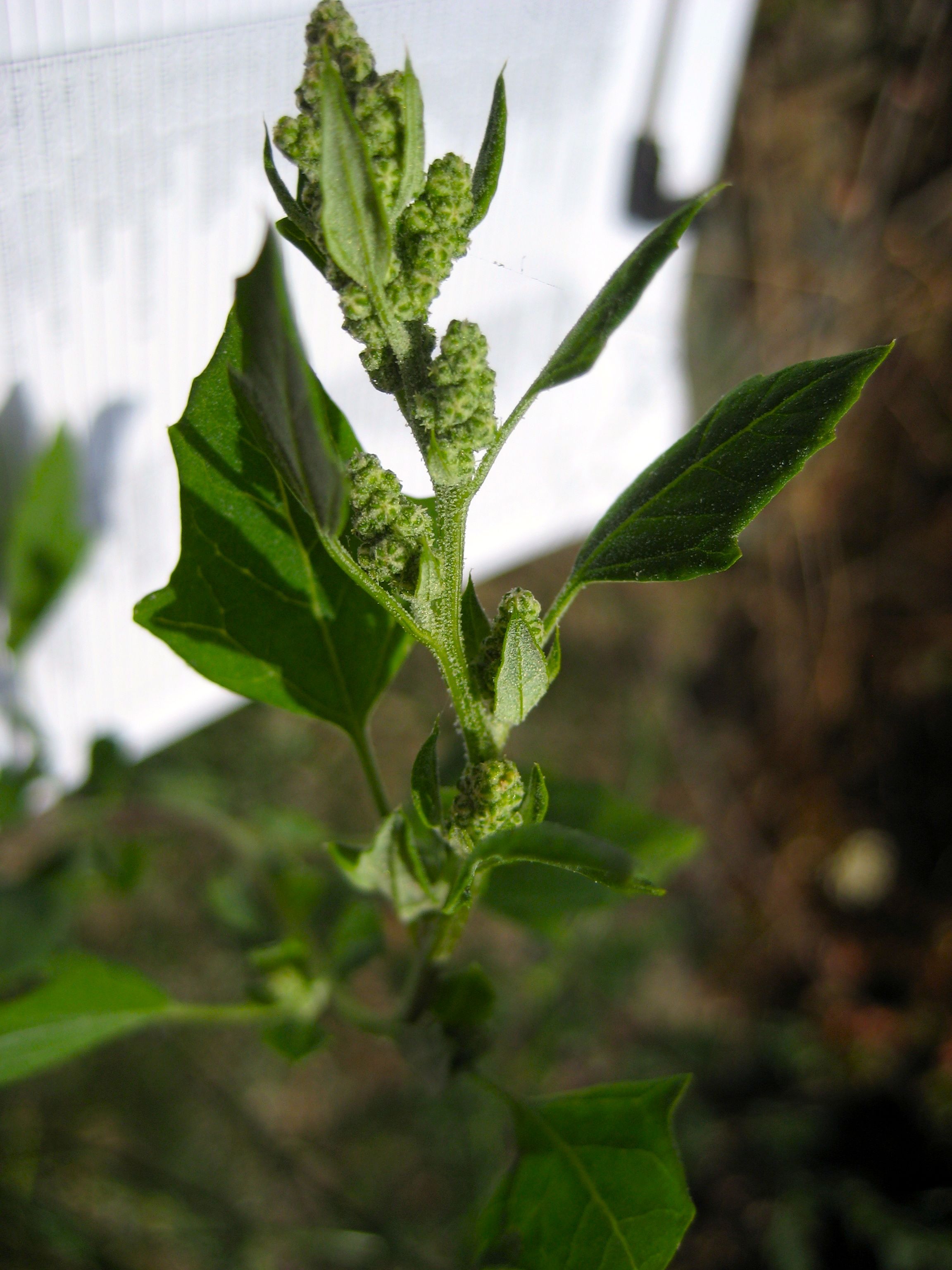 Chenopodium album (Lamb's quarters), non-native California herb