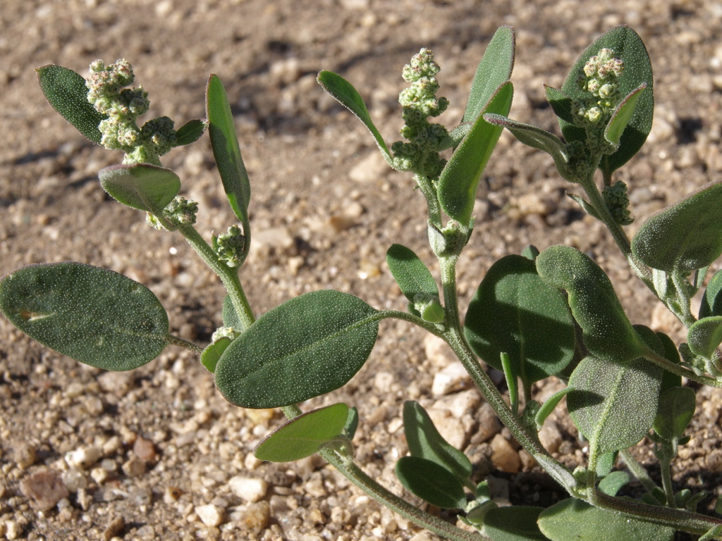 Chenopodium atrovirens (Dark green goosefoot), native California herb