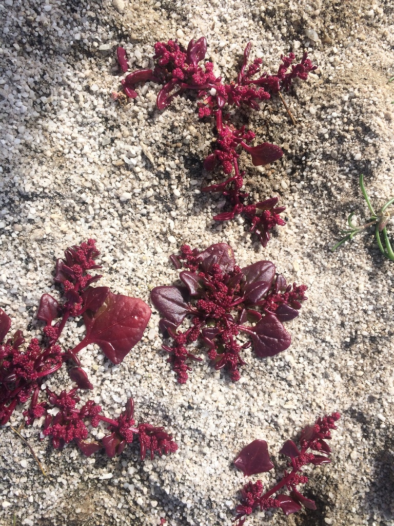 Blitum virgatum (Leafy blite), non-native California herb