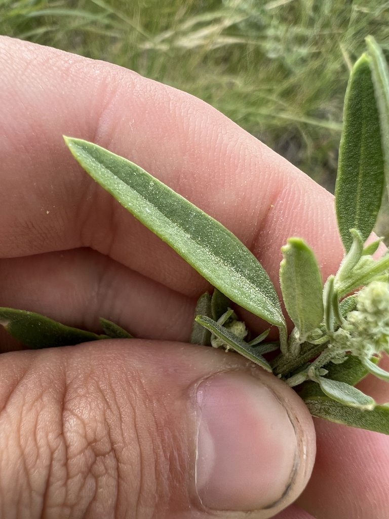 Chenopodium desiccatum (Aridland goosefoot), native California herb