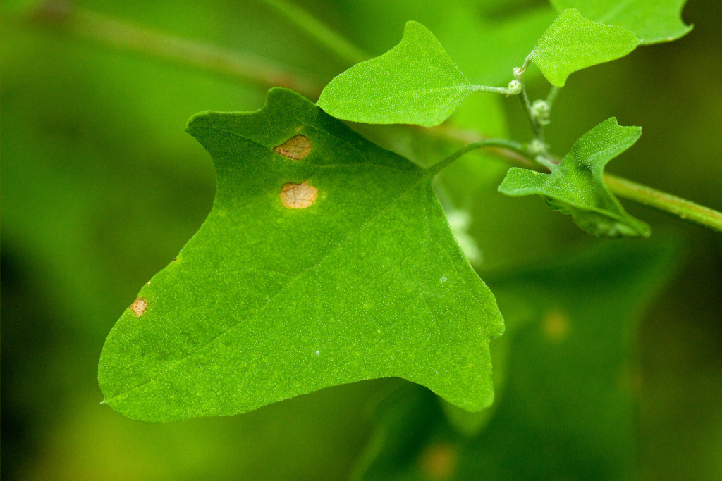 Chenopodium fremontii (Fremont's goosefoot), native California herb