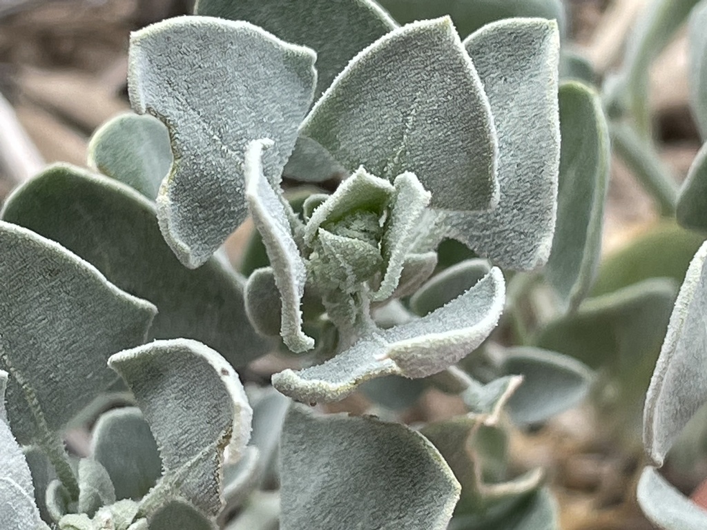 Chenopodium incanum var. occidentale (Mealy goosefoot), native California herb