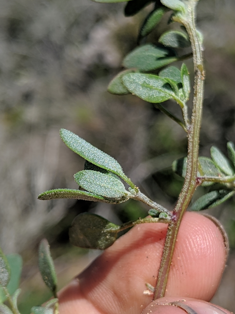 Chenopodium littoreum (Coastal goosefoot), native California herb