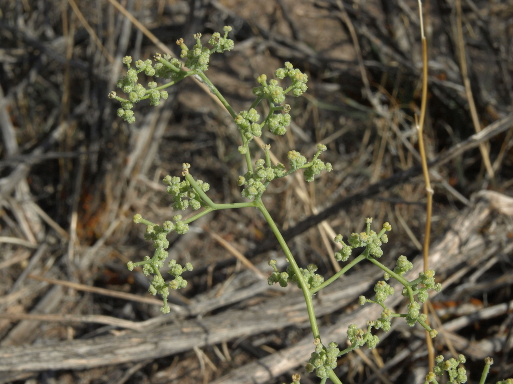 Chenopodium nevadense (Nevada goosefoot), native California herb
