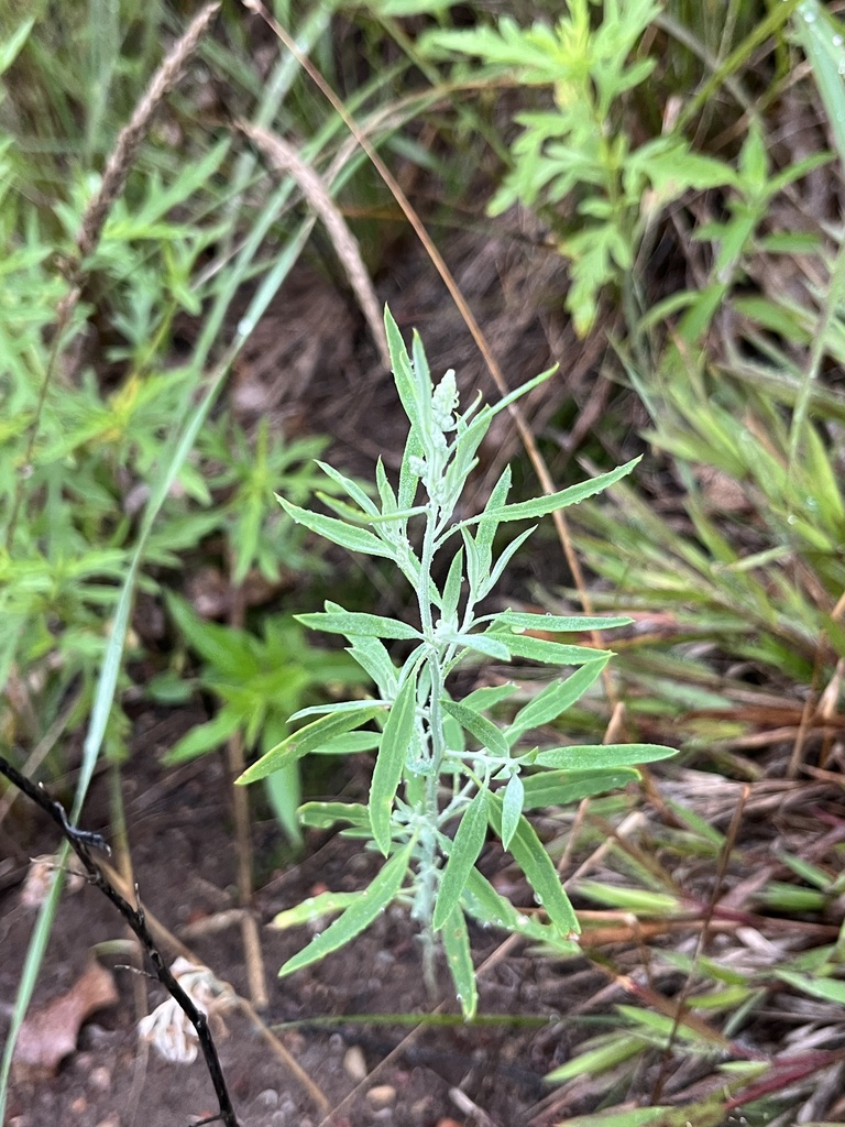 Chenopodium pratericola (Desert goosefoot), native California herb