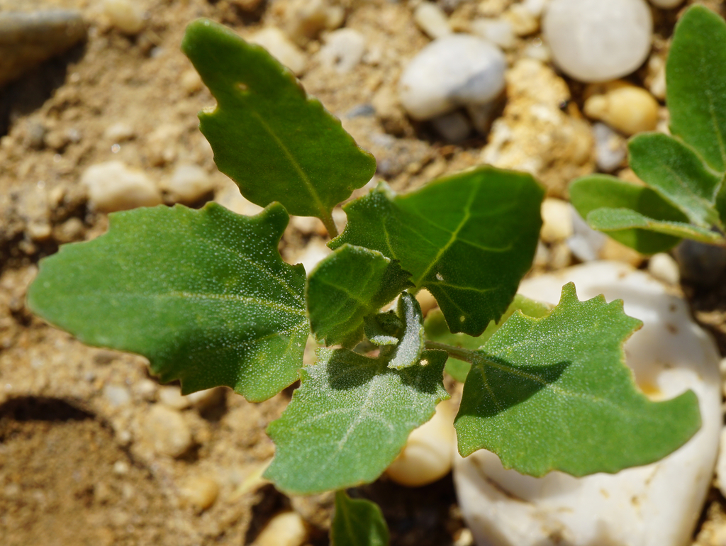 Chenopodium simplex (Large-seeded goosefoot), native California herb