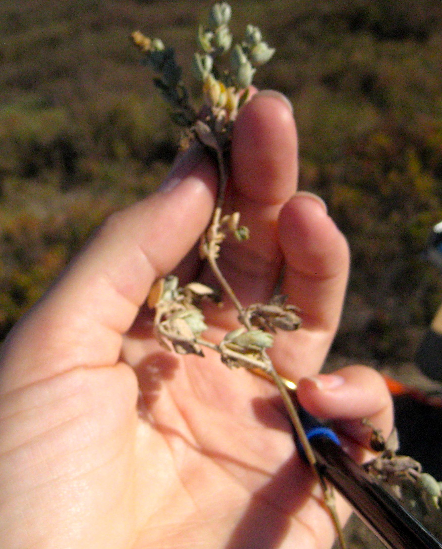 Chenopodium sp. (Pigweed), non-native California perennial