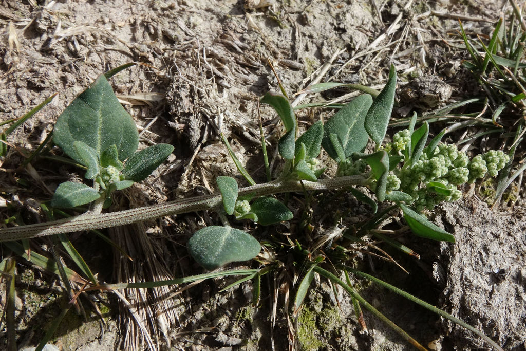 Chenopodium vulvaria, non-native California herb