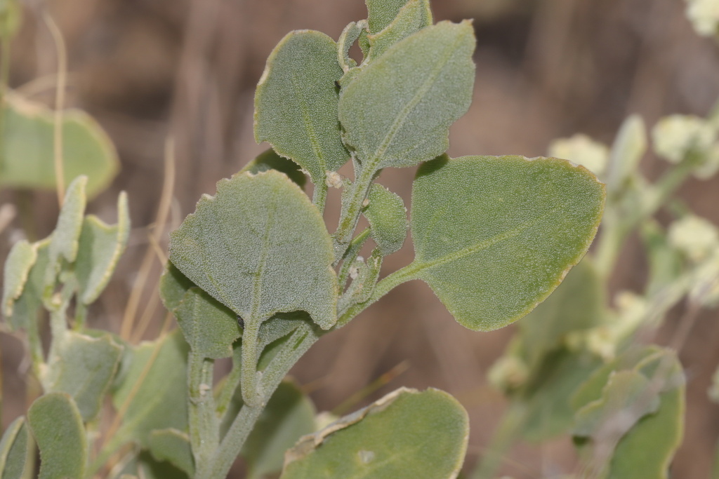 Chenopodium watsonii (Watson's goosefoot), native California herb