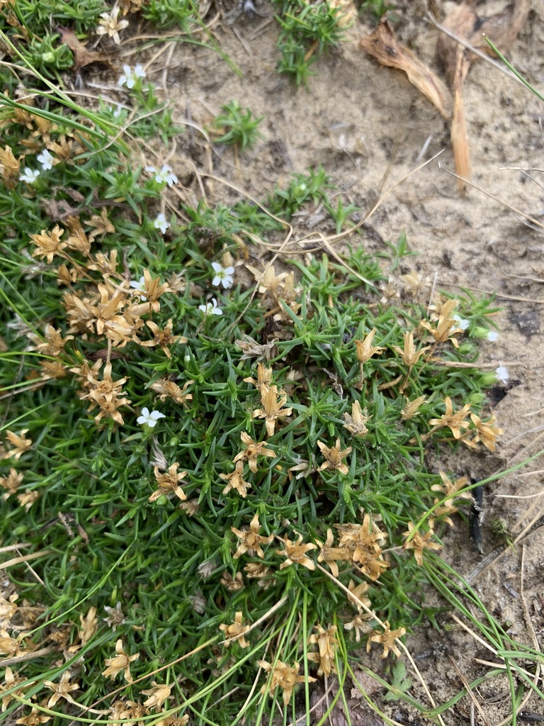 Cherleria biflora (Mountain sandwort), native California perennial