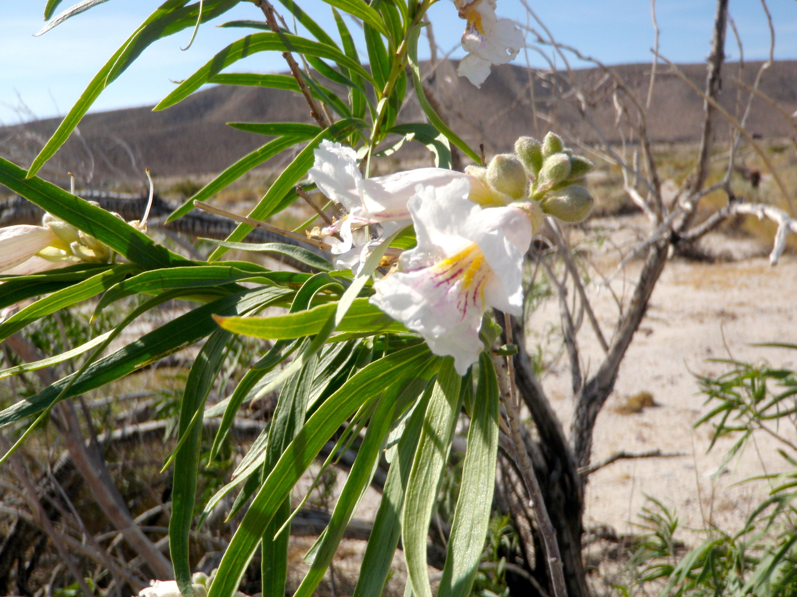 Chilopsis linearis subsp. arcuata (Desert-Willow), native California shrub / tree