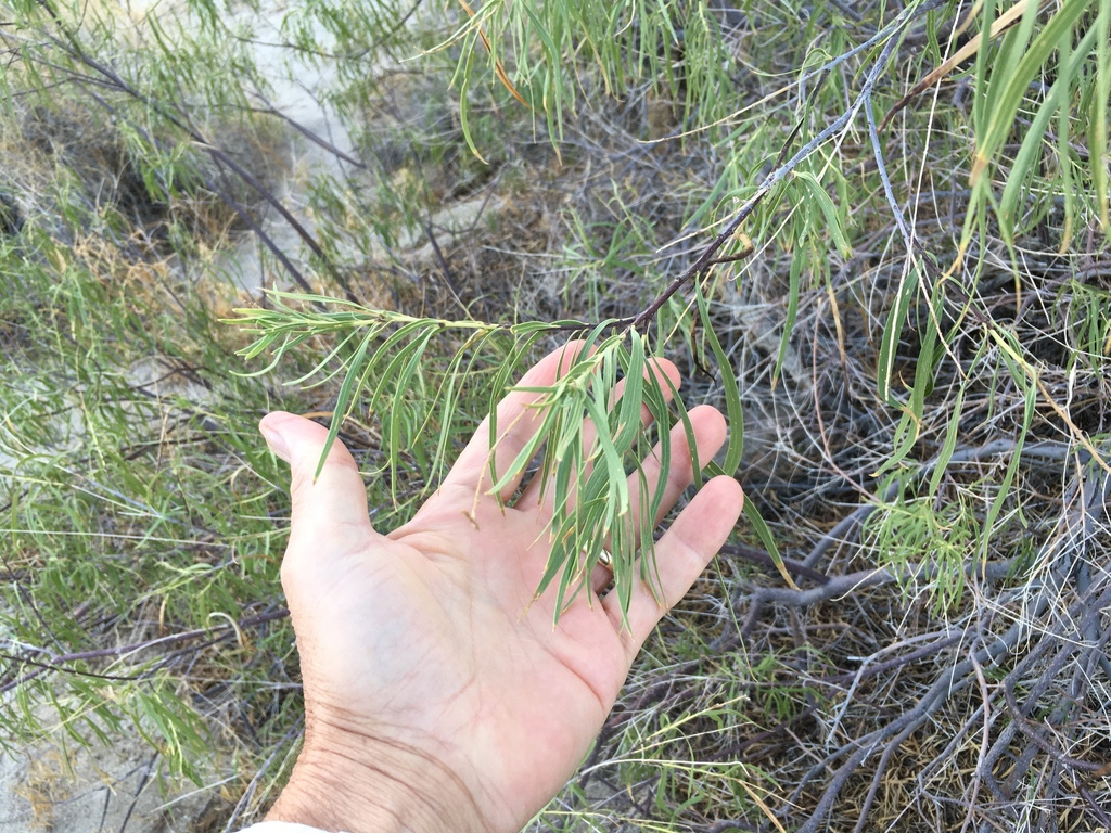 Chilopsis sp. (Desert-willow), native California shrub