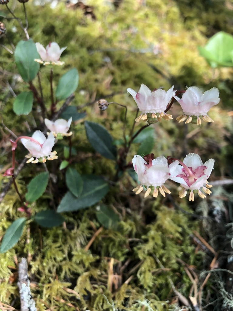Chimaphila menziesii (Little prince's pine), native California subshrub