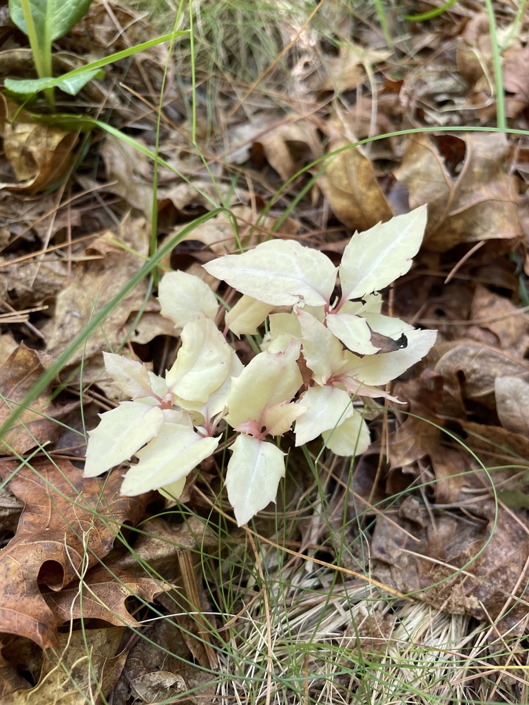 Chimaphila sp. (Prince's pine), native California perennial