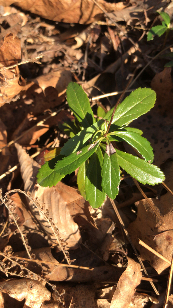 Chimaphila umbellata (Prince's pine), native California subshrub