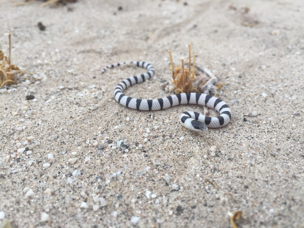 Chionactis occipitalis (Western Shove-nosed Snake), California species