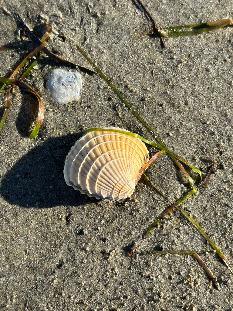 Chione californiensis (California Venus), California species