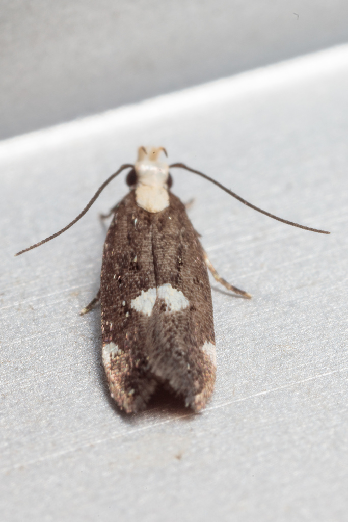 Chionodes phalacra, California species