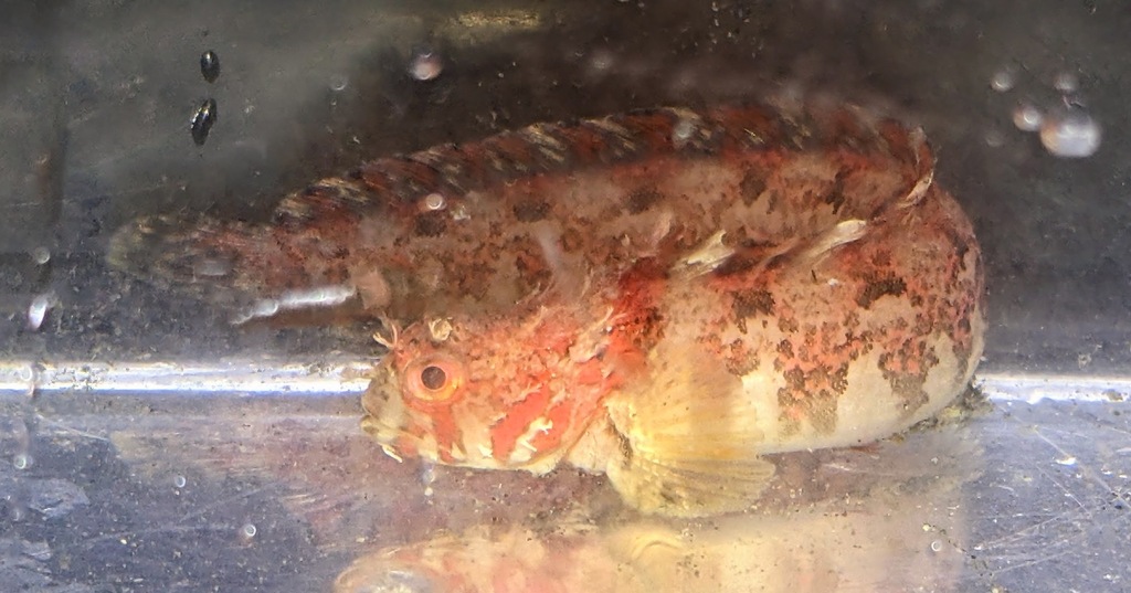 Chirolophis nugator (Mosshead Warbonnet), California species