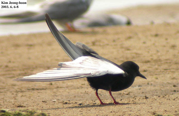 Chlidonias leucopterus (White-winged Tern), California species