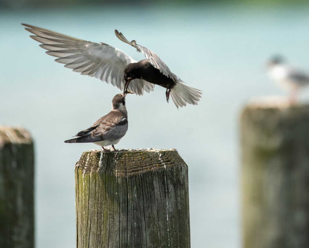Chlidonias niger (Black Tern), California species