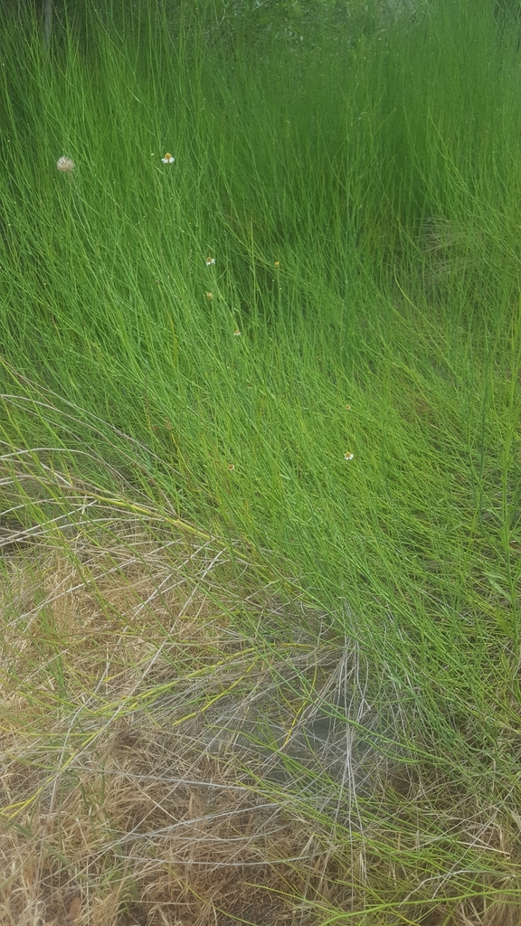 Chloracantha spinosa var. spinosa (Spiny goldenbush), native California perennial