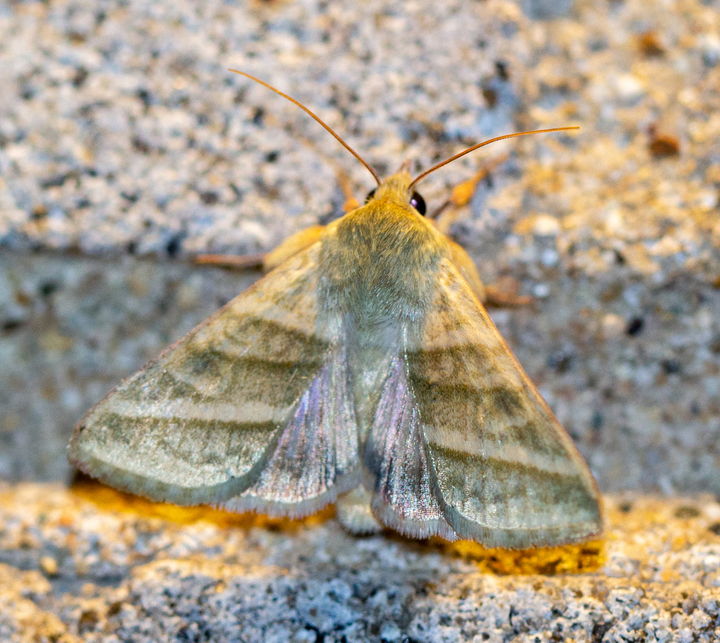 Chloridea virescens (Tobacco Budworm Moth), California species