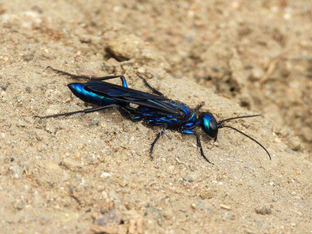 Chlorion aerarium (Steel-blue Cricket-hunter Wasp), California species