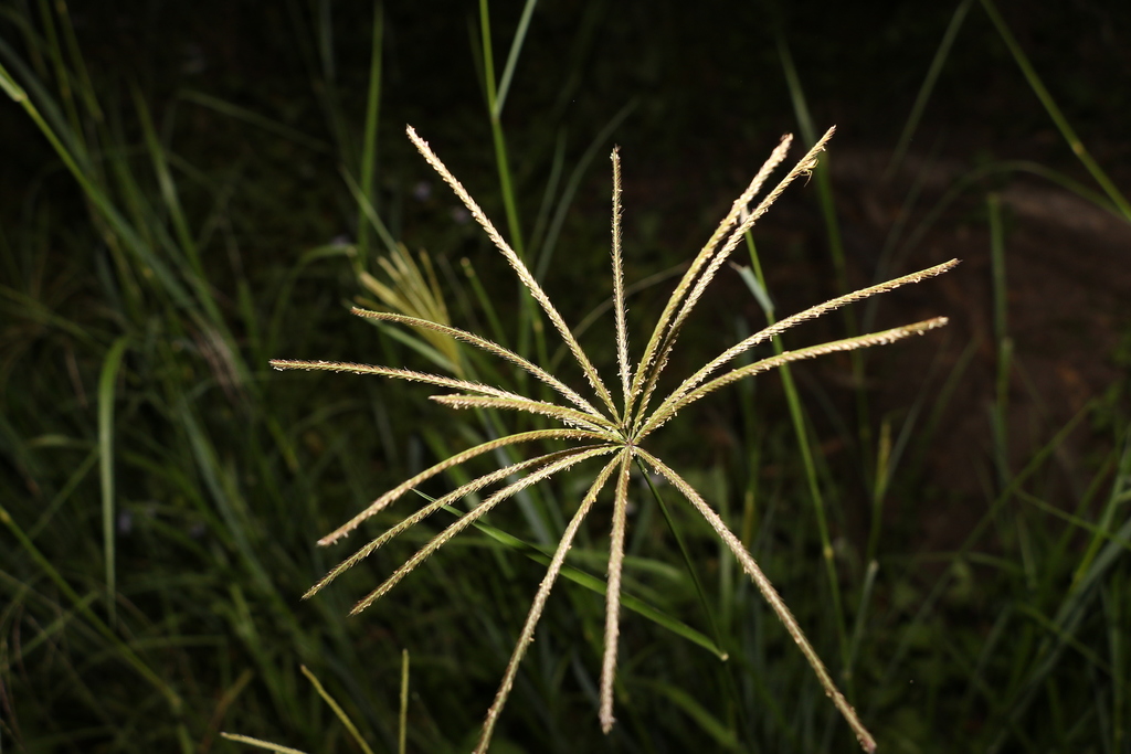 Chloris gayana (Rhodes grass), non-native California grass