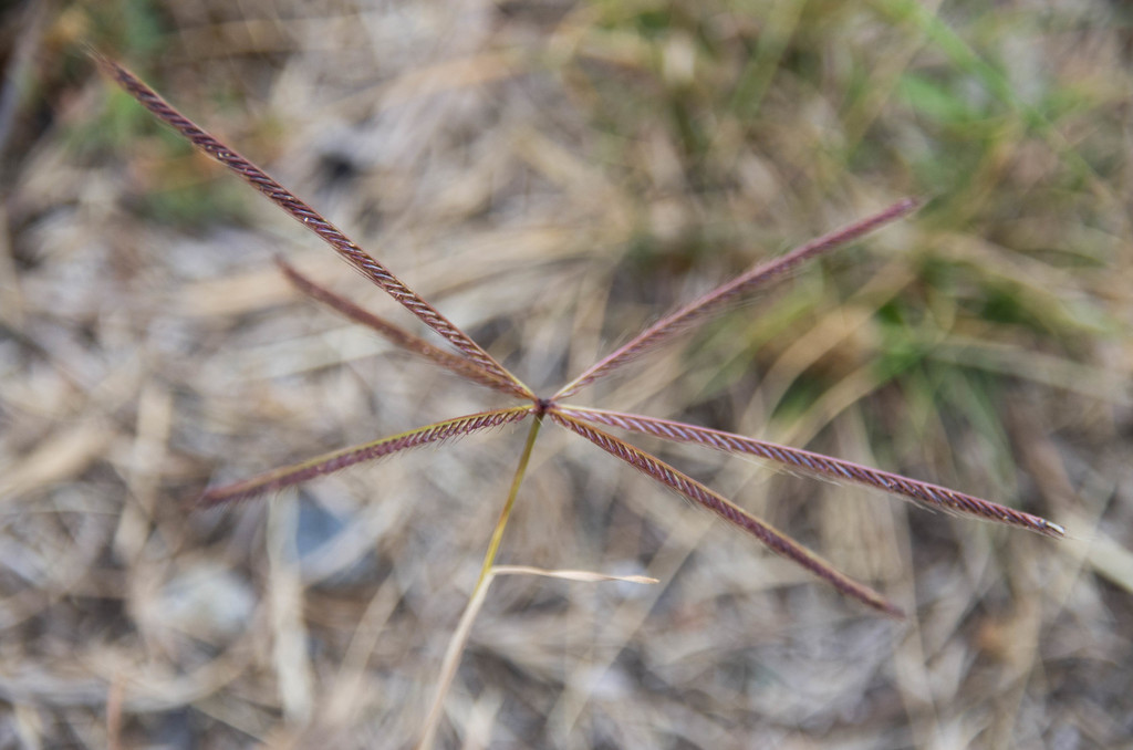 Chloris truncata (Black windmill grass), non-native California grass