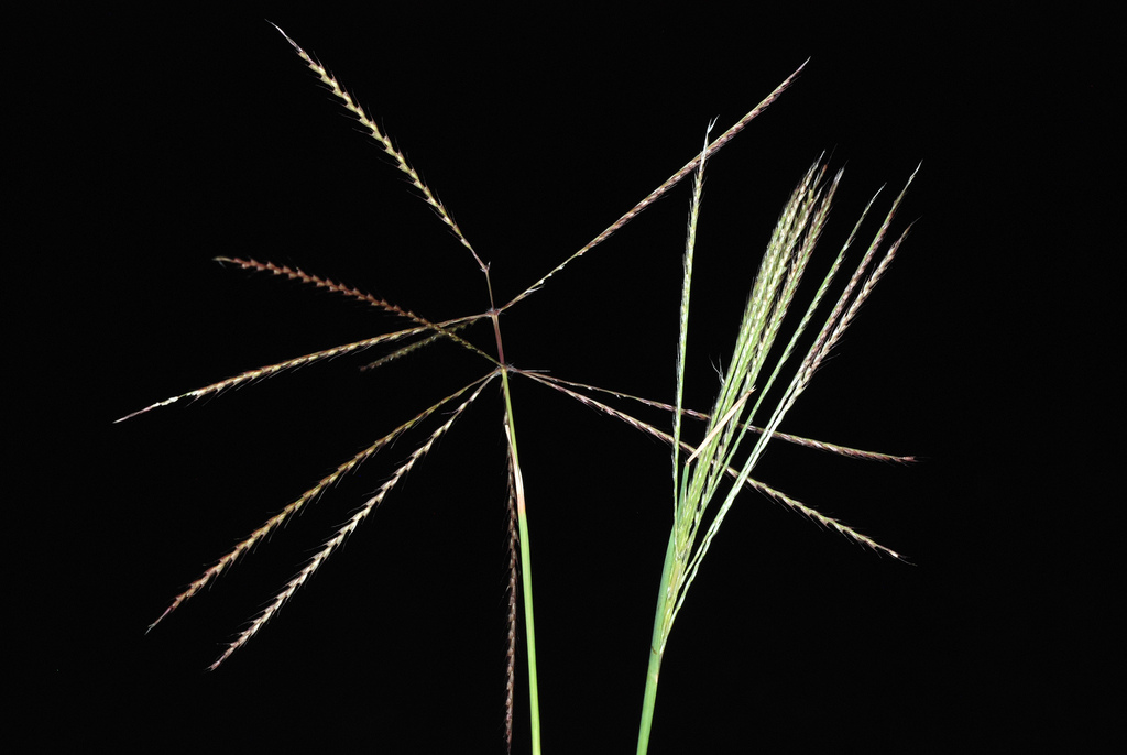 Chloris verticillata (Windmill grass), non-native California grass