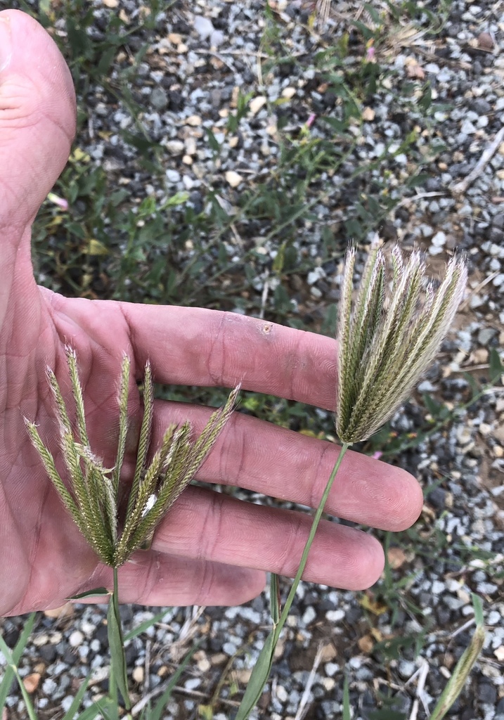 Chloris virgata (Feather finger grass), non-native California grass