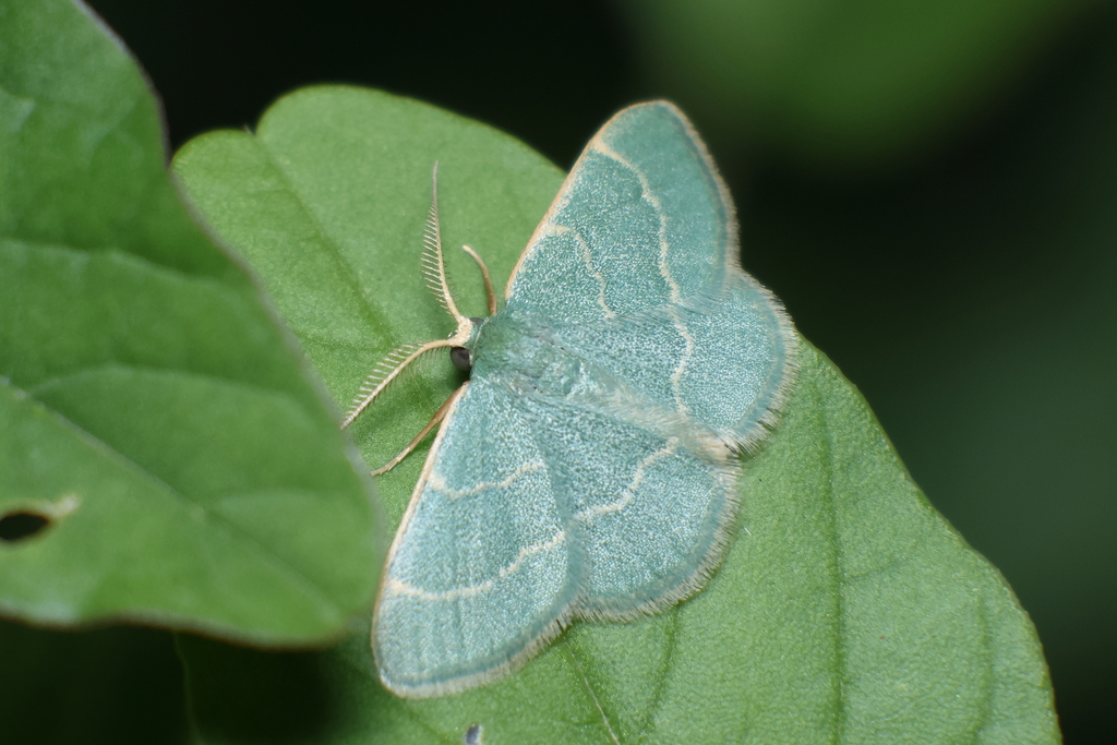 Chlorochlamys appellaria, California species